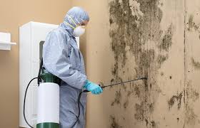 Best Forensic Mold Investigation in Thorndale, TX